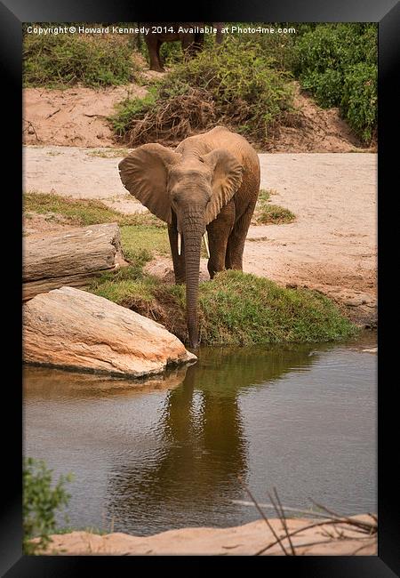 Elephant drinking Framed Print by Howard Kennedy