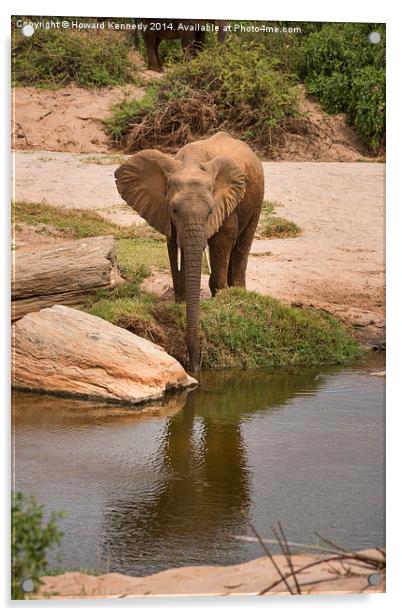 Elephant drinking Acrylic by Howard Kennedy