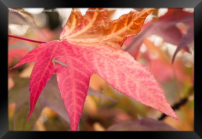  Fall leaf Framed Print by Chiara Cattaruzzi