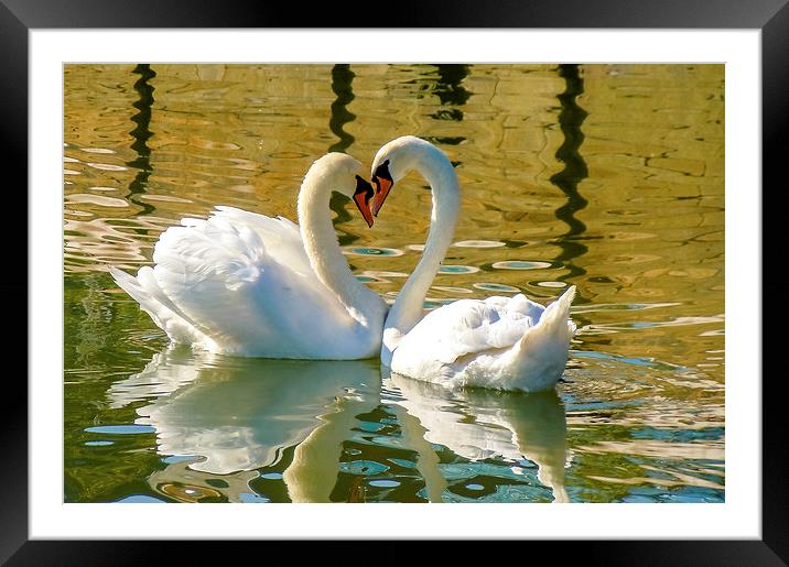  Swan Love Framed Mounted Print by David Martin