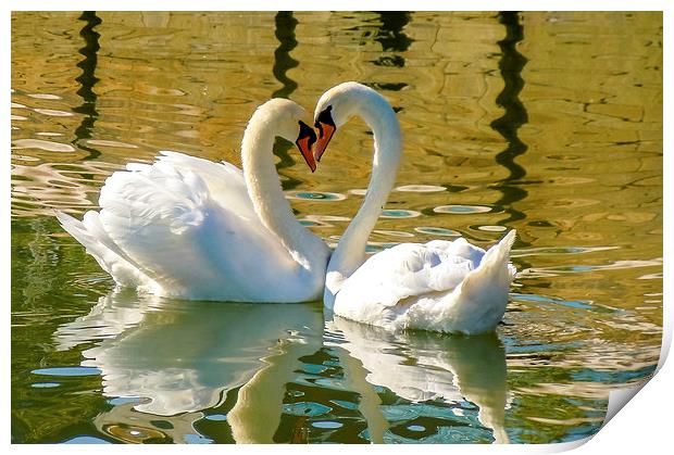 Swan Love Print by David Martin