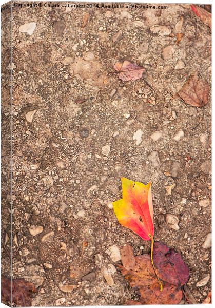  Fall leaf fallen Canvas Print by Chiara Cattaruzzi
