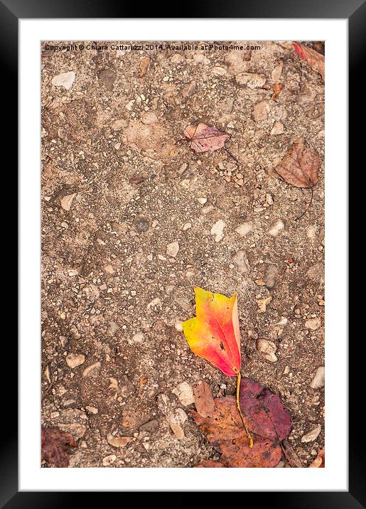  Fall leaf fallen Framed Mounted Print by Chiara Cattaruzzi