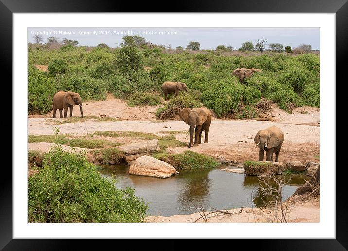 Elephants approaching water Framed Mounted Print by Howard Kennedy