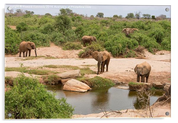 Elephants approaching water Acrylic by Howard Kennedy