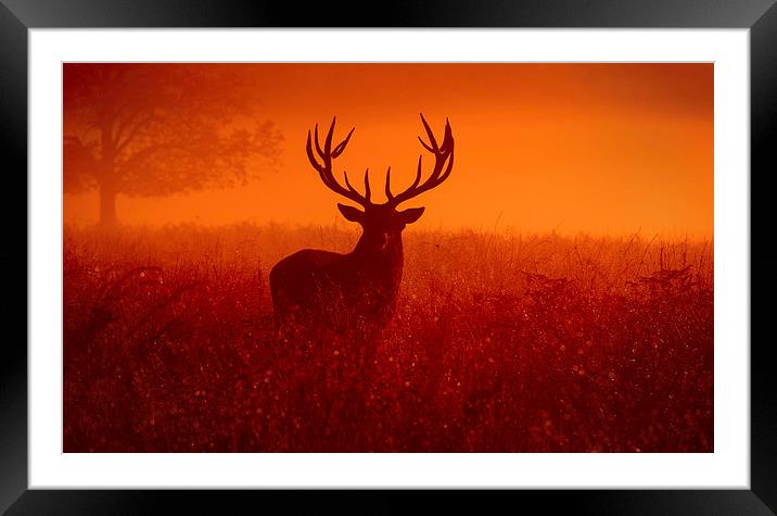  Deer stag! Framed Mounted Print by Inguna Plume