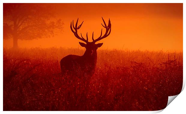  Deer stag! Print by Inguna Plume