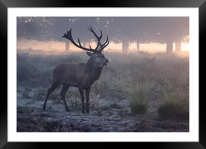  Red deer stag! Framed Mounted Print by Inguna Plume