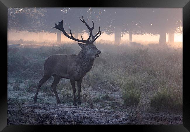  Red deer stag! Framed Print by Inguna Plume