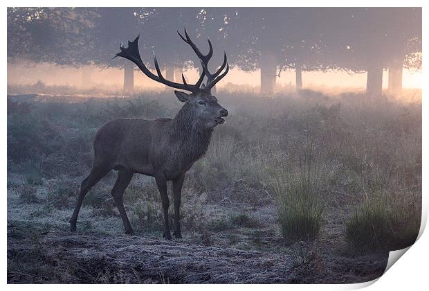  Red deer stag! Print by Inguna Plume
