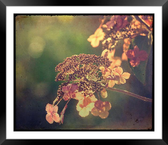  Hortensia Framed Mounted Print by Dawn Cox