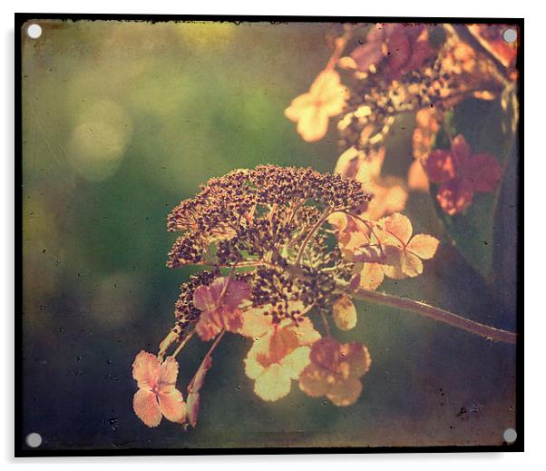  Hortensia Acrylic by Dawn Cox