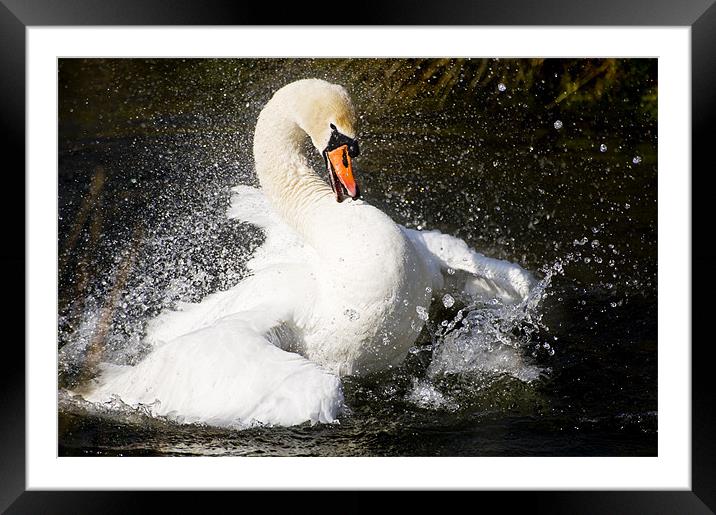Swan splash Framed Mounted Print by Stephen Mole