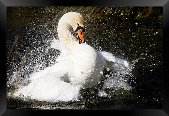 Swan splash Framed Print by Stephen Mole