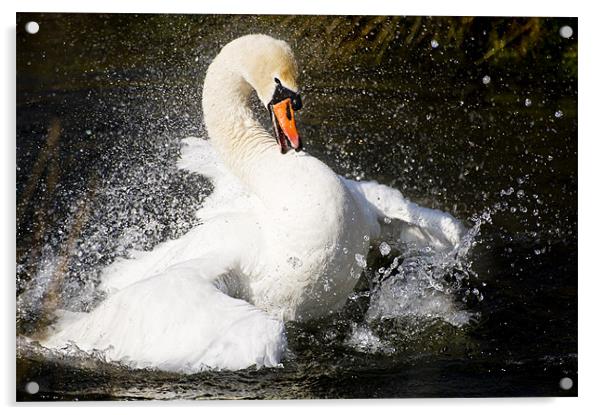 Swan splash Acrylic by Stephen Mole