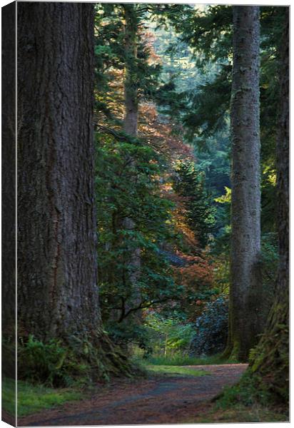  Woodland Walk Canvas Print by Angela Rowlands