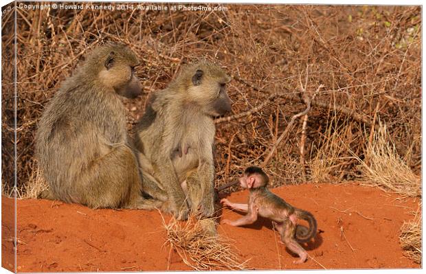 Yellow Baboon family Canvas Print by Howard Kennedy