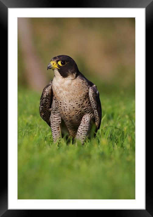  Peregrine Portrait Framed Mounted Print by Val Saxby LRPS