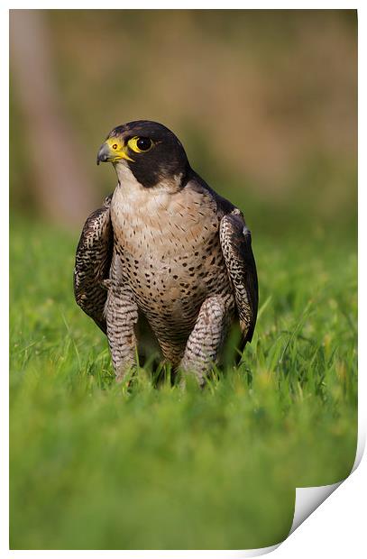  Peregrine Portrait Print by Val Saxby LRPS