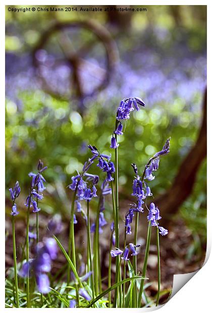  Bluebell wood Print by Chris Mann