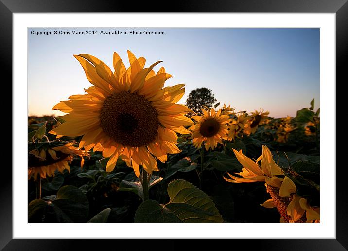  Sunset Sunflowers Framed Mounted Print by Chris Mann