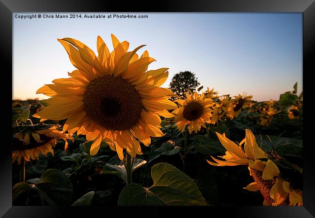  Sunset Sunflowers Framed Print by Chris Mann
