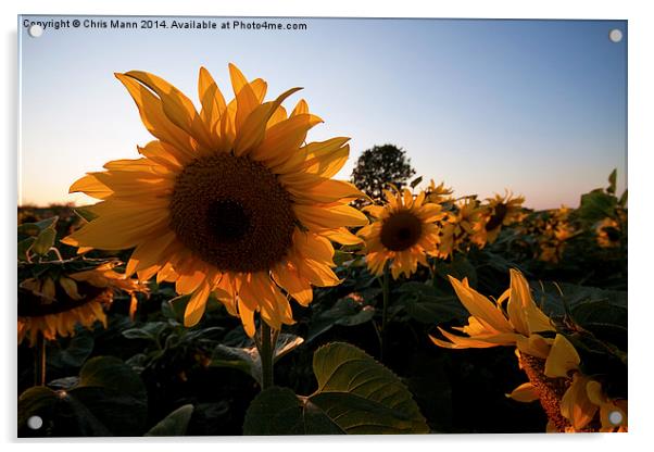  Sunset Sunflowers Acrylic by Chris Mann