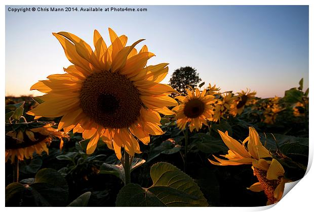  Sunset Sunflowers Print by Chris Mann