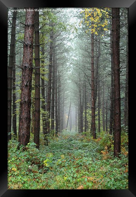  If a tree falls in the forest Framed Print by Chris Mann