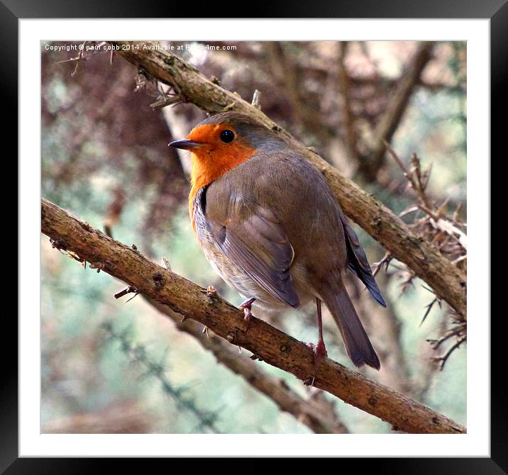  Robin Framed Mounted Print by paul cobb