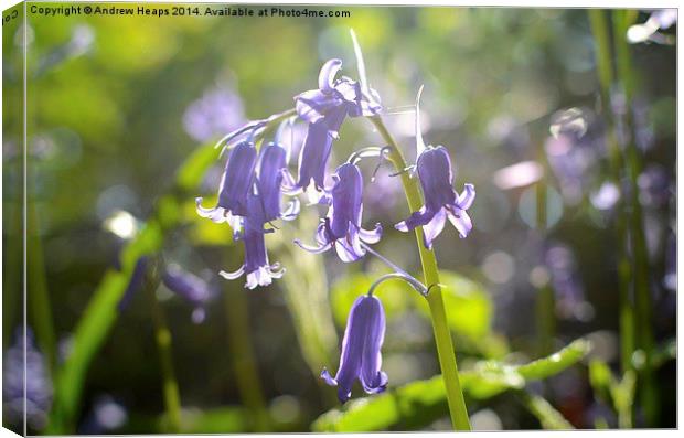  Bluebell Canvas Print by Andrew Heaps
