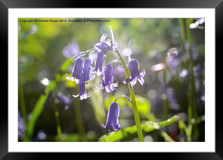  Bluebell Framed Mounted Print by Andrew Heaps