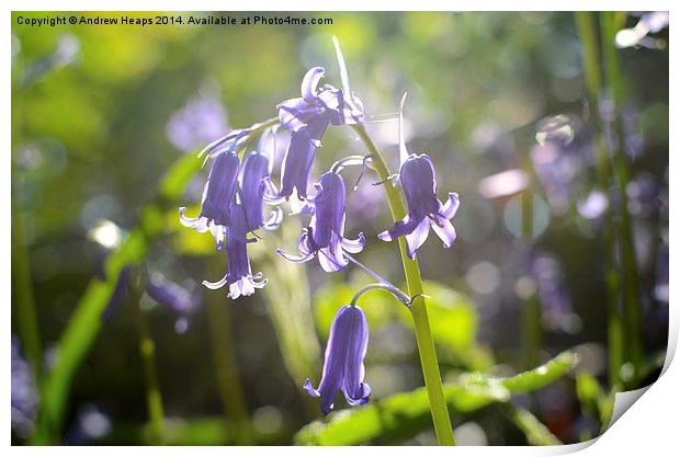  Bluebell Print by Andrew Heaps