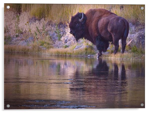 Bison Reflection Acrylic by Dennis Hirning