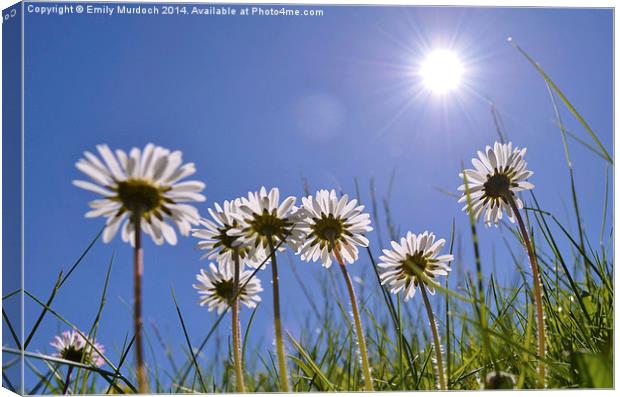  Sun Worshipping Daisies with artistic Lens Flare Canvas Print by Emily Murdoch