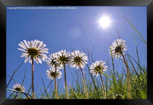 Sun Worshipping Daisies with artistic Lens Flare Framed Print by Emily Murdoch
