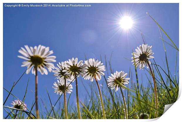  Sun Worshipping Daisies with artistic Lens Flare Print by Emily Murdoch
