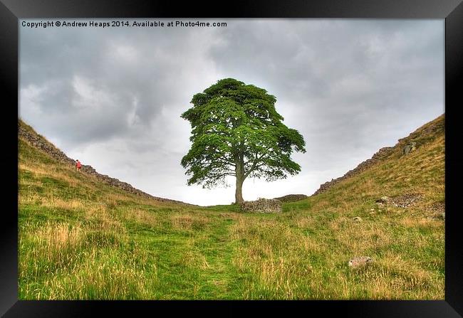 Majestic Sycamore Gap Framed Print by Andrew Heaps