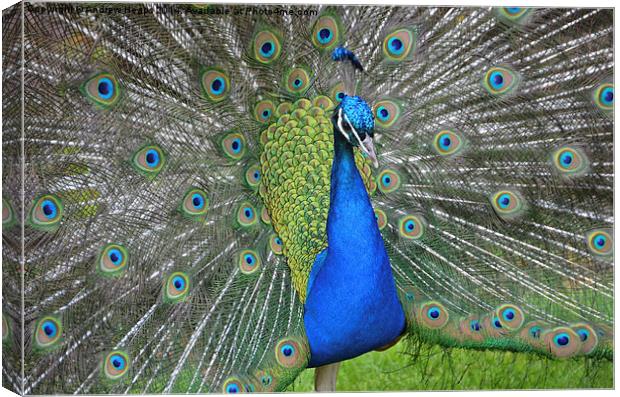 Display of Peacock Feathers Canvas Print by Andrew Heaps