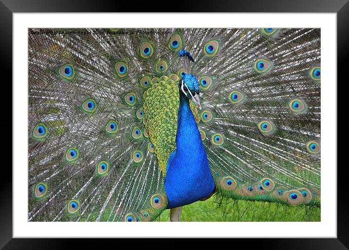 Display of Peacock Feathers Framed Mounted Print by Andrew Heaps