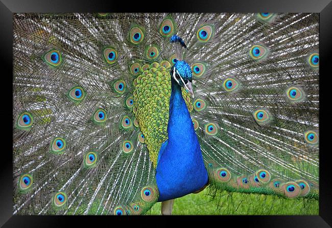 Display of Peacock Feathers Framed Print by Andrew Heaps