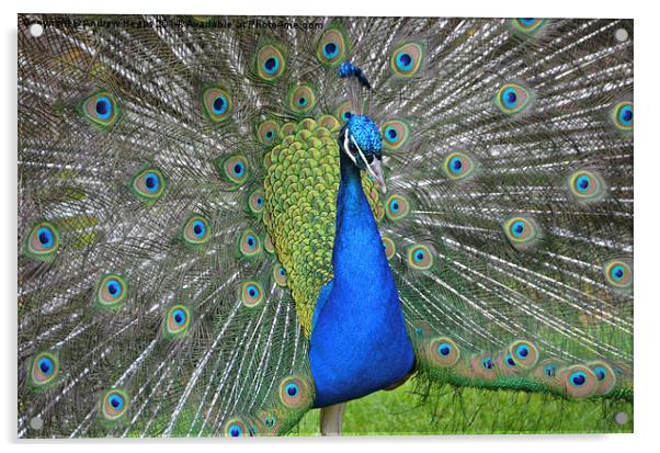 Display of Peacock Feathers Acrylic by Andrew Heaps