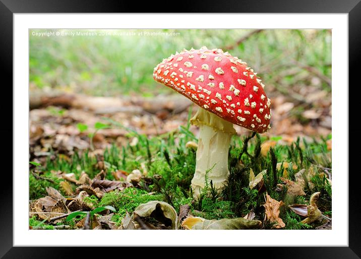  Redcap Mushroom Framed Mounted Print by Emily Murdoch