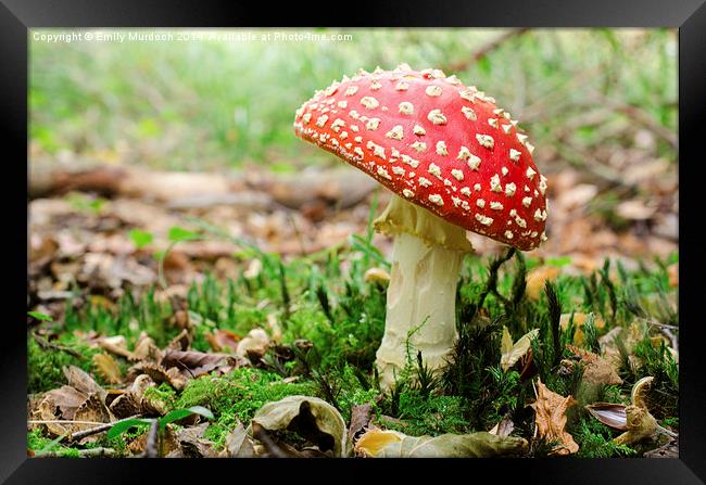  Redcap Mushroom Framed Print by Emily Murdoch