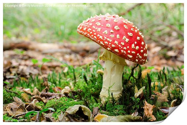  Redcap Mushroom Print by Emily Murdoch