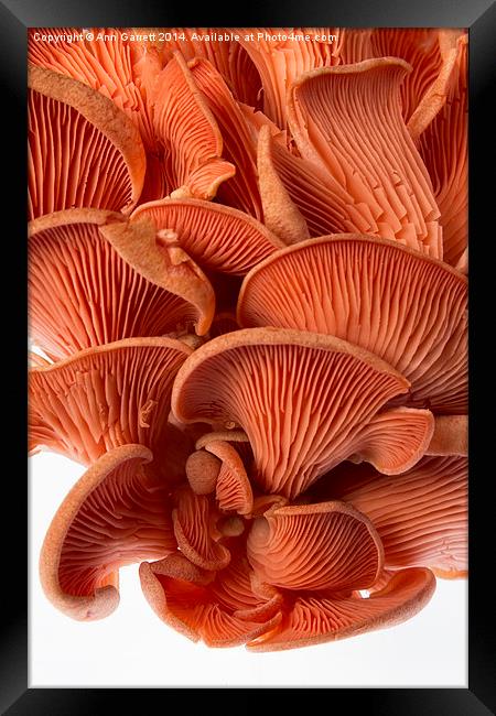 Edible Fungi 2 Framed Print by Ann Garrett