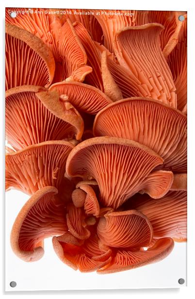 Edible Fungi 2 Acrylic by Ann Garrett