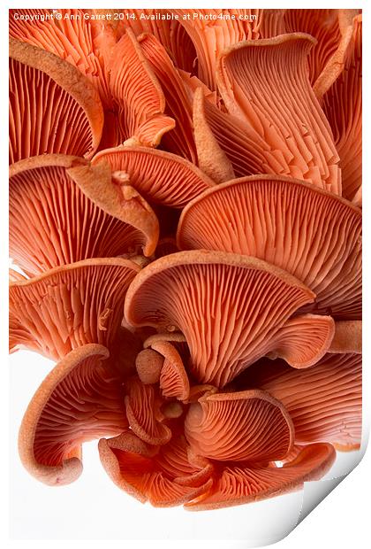 Edible Fungi 2 Print by Ann Garrett