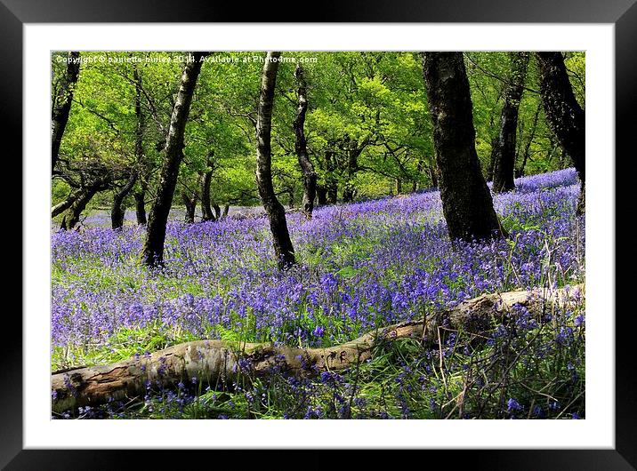  Bluebells. Llanbradach. Caerphilly. Framed Mounted Print by paulette hurley
