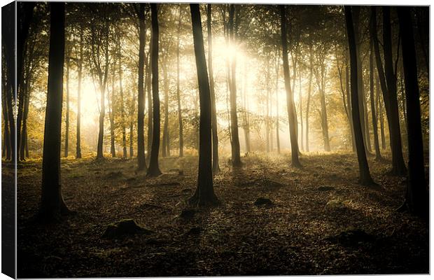  Kings Wood in Autumn Canvas Print by Ian Hufton